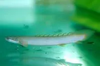 Gray bichir (Polypterus senegalus senegalus)