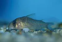 Gray corydoras (Corydoras griseus)