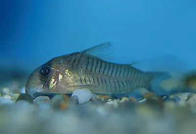Gray corydoras (Corydoras griseus)