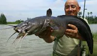 Gray eel-catfish (Plotosus canius)