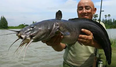 Gray eel-catfish (Plotosus canius)