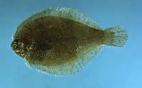 Gray flounder (Etropus rimosus)