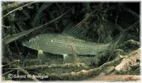 Gray redhorse (Moxostoma congestum)