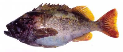 Gray rockfish (Sebastes glaucus)