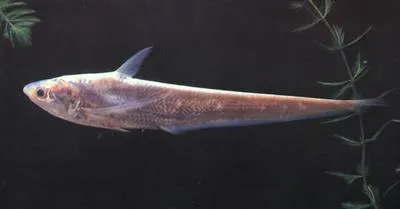 Gray's grenadier anchovy (Coilia grayii)