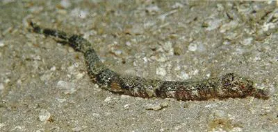Gray's pipefish (Halicampus grayi)
