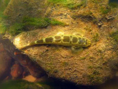 Gray's stone loach (Balitora brucei)