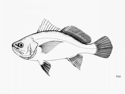 Gray stardrum (Stellifer griseus)
