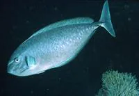 Gray unicornfish (Naso caesius)