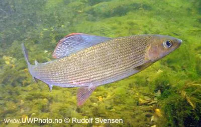 Grayling (Thymallus thymallus)