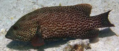 Graysby (Cephalopholis cruentata)