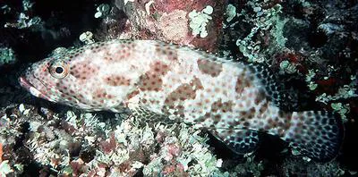 Greasy grouper (Epinephelus tauvina)