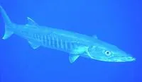 Great barracuda (Sphyraena barracuda)