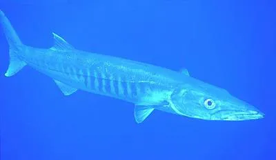 Great barracuda (Sphyraena barracuda)