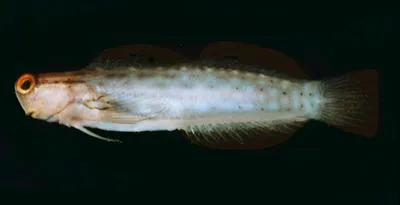 Great Barrier Reef blenny (Ecsenius stictus)