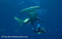 Great hammerhead (Sphyrna mokarran)