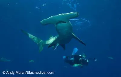 Great hammerhead (Sphyrna mokarran)