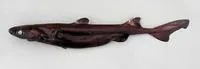 Great lanternshark (Etmopterus princeps)