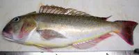 Great northern tilefish (Lopholatilus chamaeleonticeps)