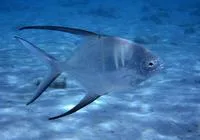 Great pompano (Trachinotus goodei)