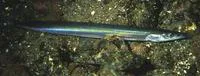 Great sandeel (Hyperoplus lanceolatus)