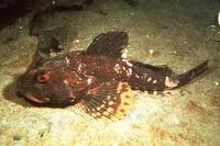 Great sculpin (Myoxocephalus polyacanthocephalus)