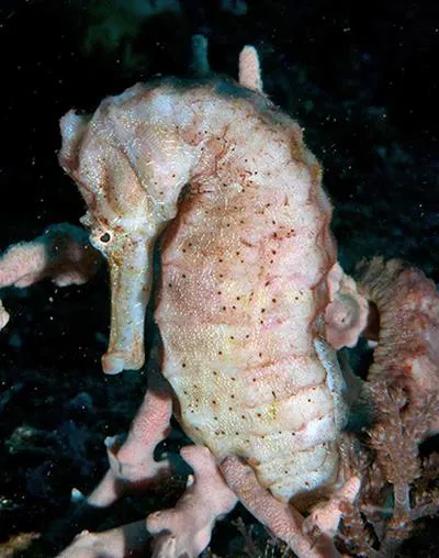Great seahorse (Hippocampus kelloggi)