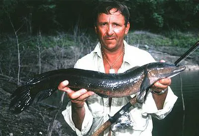 Great snakehead (Channa marulius)
