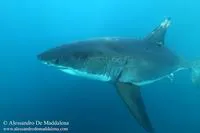 Great white shark (Carcharodon carcharias)