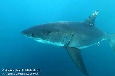 Great white shark (Carcharodon carcharias)