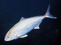 Greater amberjack (Seriola dumerili)
