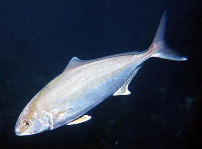 Greater amberjack (Seriola dumerili)