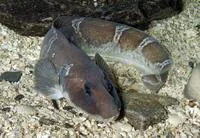 Greater eelpout (Lycodes esmarkii)