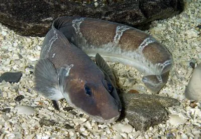 Greater eelpout (Lycodes esmarkii)