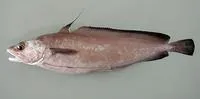 Greater forkbeard (Phycis blennoides)