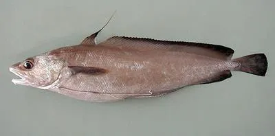 Greater forkbeard (Phycis blennoides)
