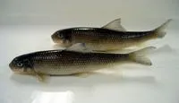 Greater jumprock (Moxostoma lachneri)