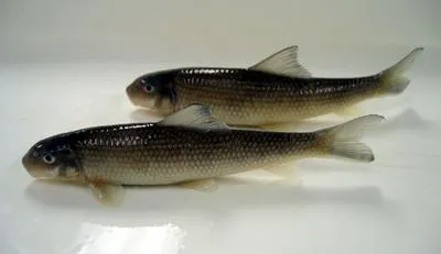 Greater jumprock (Moxostoma lachneri)