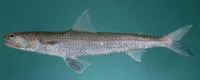 Greater lizardfish (Saurida tumbil)