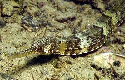 Greater pipefish (Syngnathus acus)
