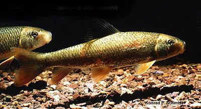 Greater redhorse (Moxostoma valenciennesi)