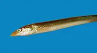 Greater sand-eel (Hyperoplus immaculatus)