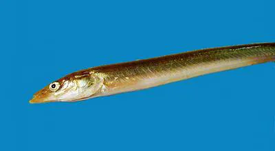 Greater sand-eel (Hyperoplus immaculatus)