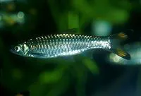 Greater scissortail (Rasbora caudimaculata)