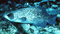 Greater soapfish (Rypticus saponaceus)