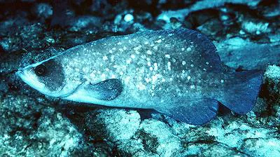 Greater soapfish (Rypticus saponaceus)