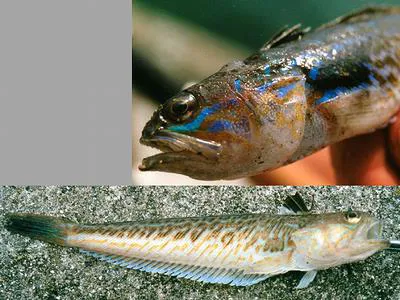 Greater weever (Trachinus draco)