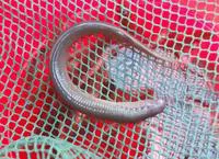 Greek brook lamprey (Caspiomyzon hellenicus)