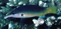 Green birdmouth wrasse (Gomphosus caeruleus)