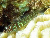 Green bubble goby (Eviota prasina)